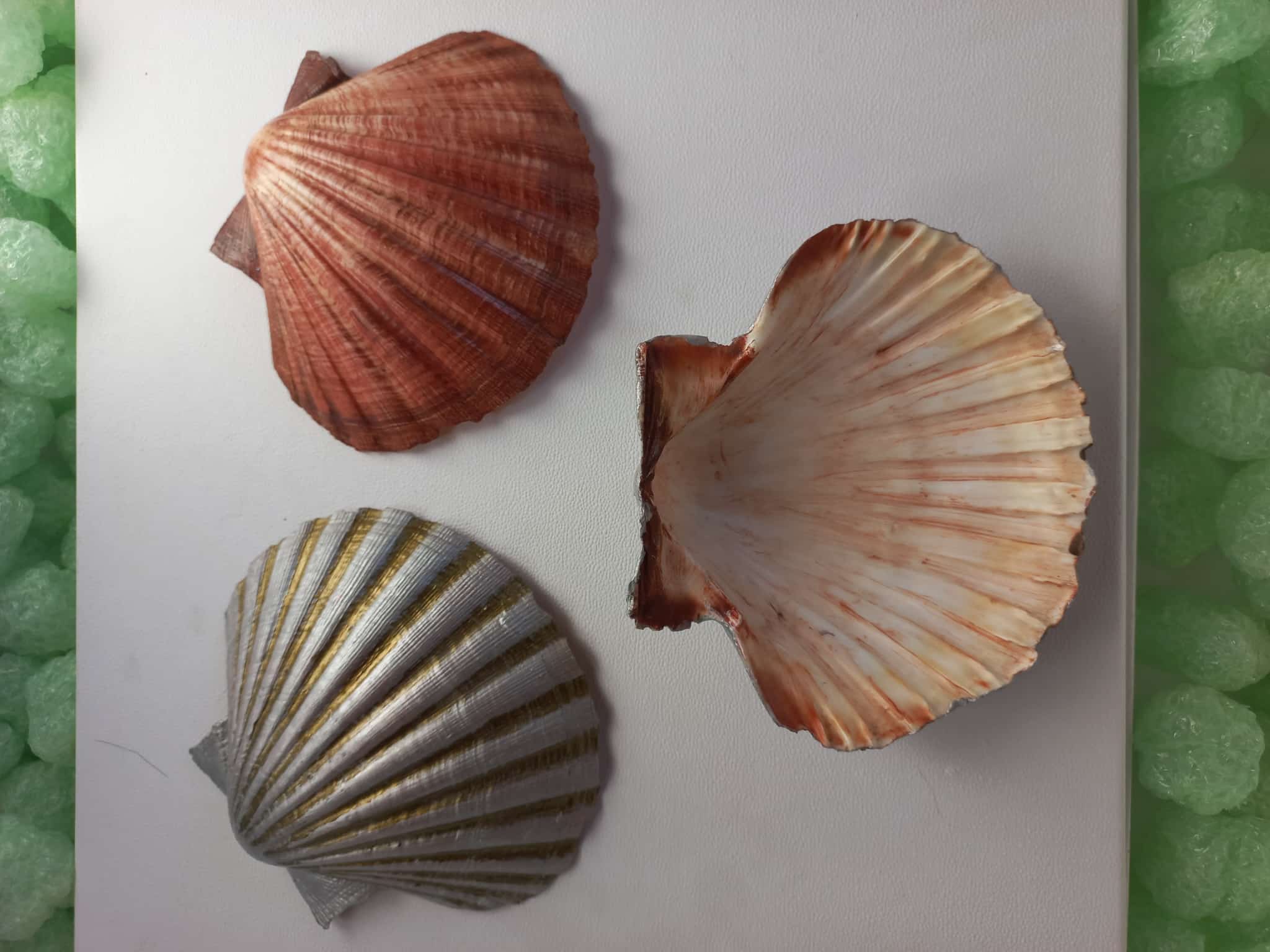 Coquillages peints